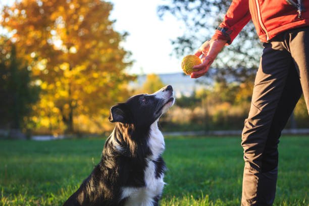 Pet owner playing with border collie outdoors