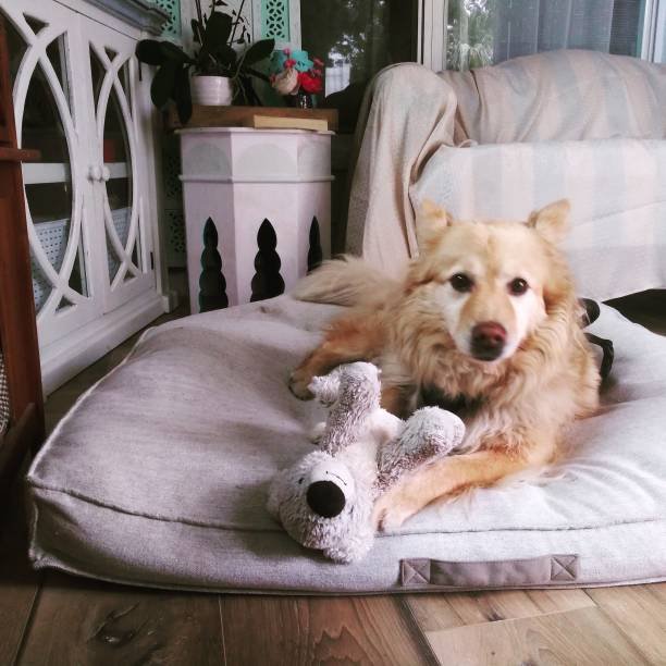 Happy dog with best friend